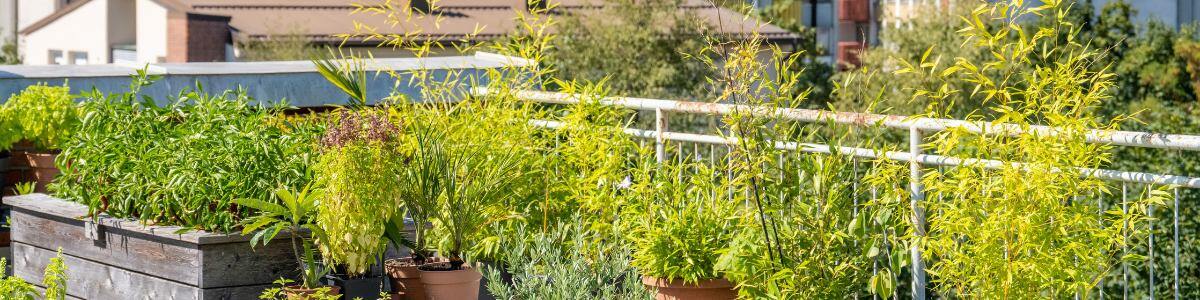 Jardinería Urbana: Cultiva tu Propio Huerto en la Ciudad